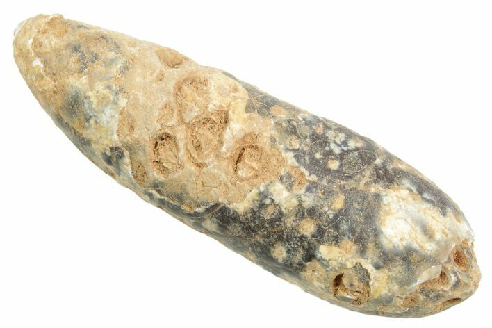 Fossil Cycadophyte Seed Cone - Boujdour, Morocco #348988